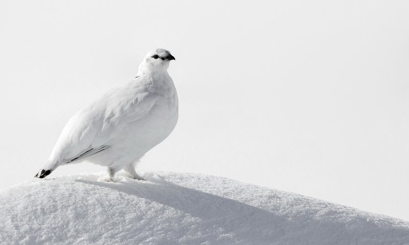 Обои снег, птица, белая, куропатка, ptarmigan, snow, bird, white, partridge разрешение 2047x1325 Загрузить