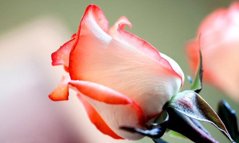 Обои цветы, роза, лепестки, красивые, краcный, красива,  цветы, flowers, rose, petals, beautiful, red разрешение 2048x1365 Загрузить