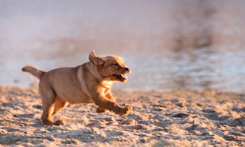 Обои фон, море, песок, пляж, собака, щенок, background, sea, sand, beach, dog, puppy разрешение 2048x1368 Загрузить