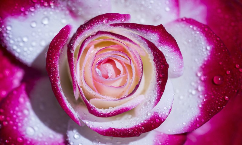 Обои макро, капли, роза, лепестки, пёстрая, macro, drops, rose, petals, motley разрешение 2036x1286 Загрузить