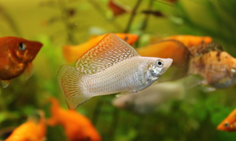 Обои рыбы, животное, аквариум, рыба, на природе, poecilia latipinna, molinesia, mollinesia, fish, animal, aquarium, nature разрешение 5184x3360 Загрузить