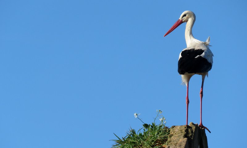 Обои небо, птица, аист, the sky, bird, stork разрешение 4608x2592 Загрузить