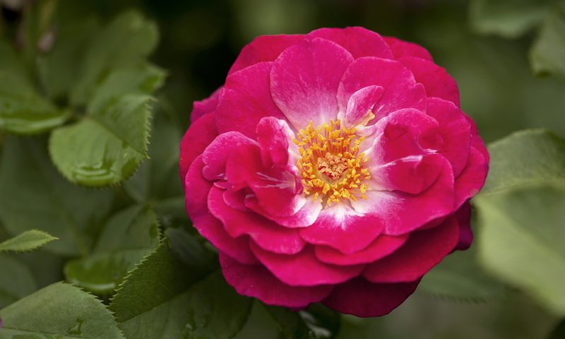 Обои роза, крупным планом, роз, rose, closeup, roses разрешение 4200x2795 Загрузить