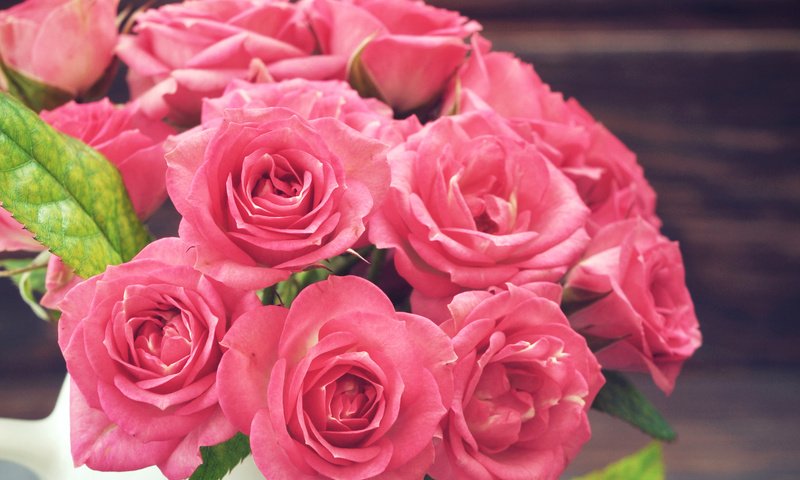 Обои розы, розовые, окрас, крупным планом, роз, пинк, roses, pink, color, closeup разрешение 4000x2856 Загрузить