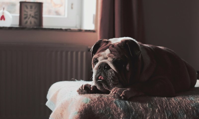 Обои собака, дом, уют, бульдог, английский бульдог, dog, house, comfort, bulldog, english bulldog разрешение 2048x1361 Загрузить