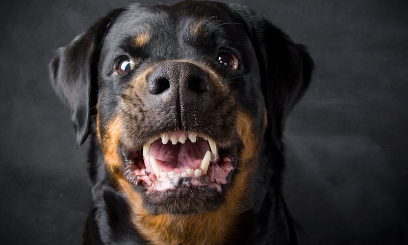 Обои собака, оскал, ротвейлер, dog, grin, rottweiler разрешение 2910x2219 Загрузить