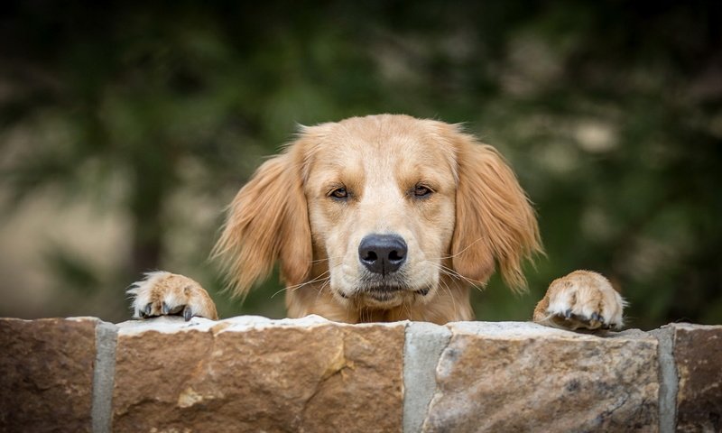 Обои камни, мордочка, взгляд, стена, собака, друг, stones, muzzle, look, wall, dog, each разрешение 1920x1080 Загрузить