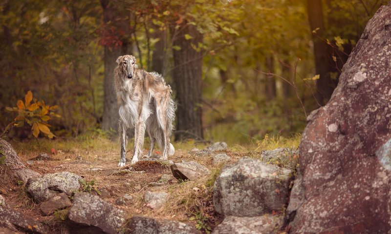 Обои взгляд, собака, друг, борзая, look, dog, each, greyhound разрешение 2048x1365 Загрузить