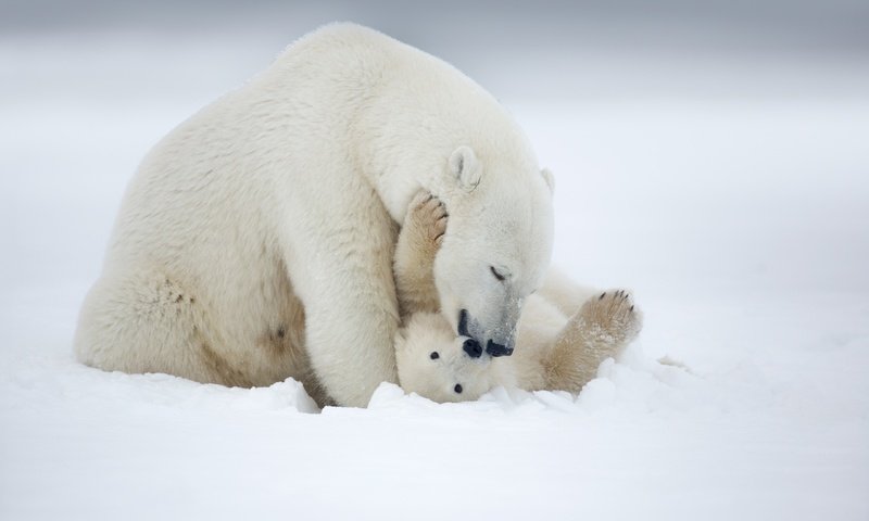 Обои снег, зима, медведь, белый, обои. животные, snow, winter, bear, white, wallpaper. animals разрешение 2560x1600 Загрузить