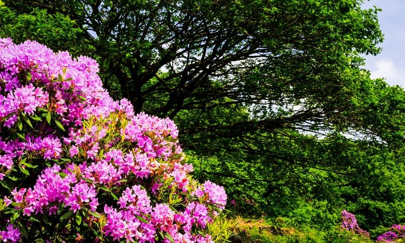 Обои цветы, деревья, природа, кустарники, flowers, trees, nature, shrubs разрешение 2000x1300 Загрузить