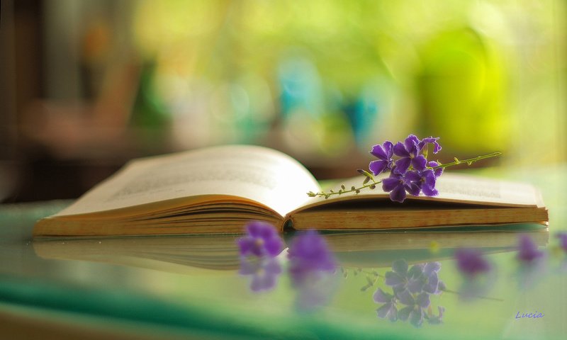 Обои цветы, отражение, книга, боке, flowers, reflection, book, bokeh разрешение 1920x1200 Загрузить