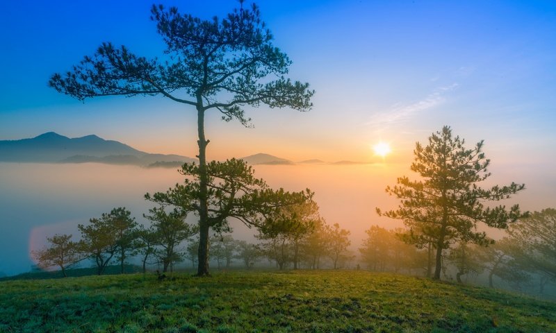 Обои деревья, горы, солнце, утро, туман, рассвет, сосны, trees, mountains, the sun, morning, fog, dawn, pine разрешение 2015x1295 Загрузить