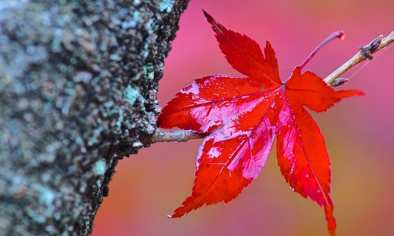 Обои дерево, макро, осень, лист, tree, macro, autumn, sheet разрешение 3840x2400 Загрузить