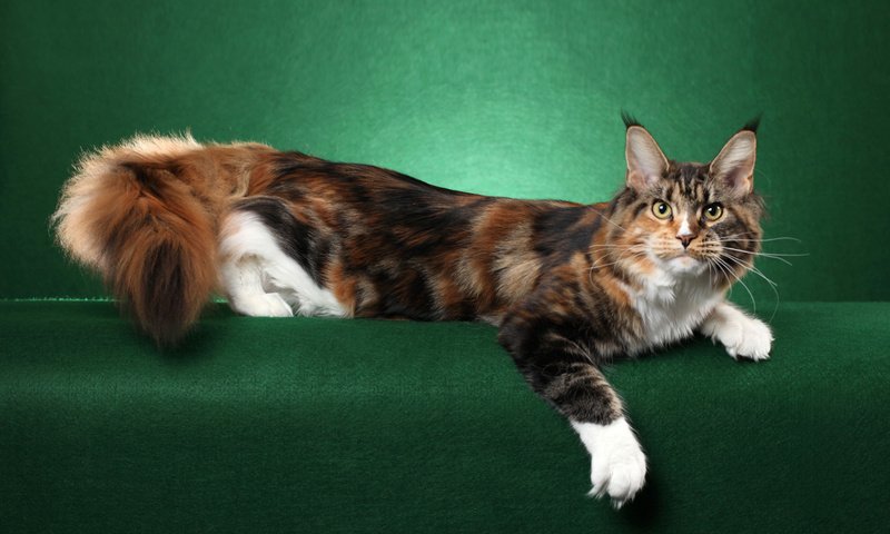 Обои кошка, позирует, кисточки, мейн-кун, cat, posing, brush, maine coon разрешение 1920x1200 Загрузить