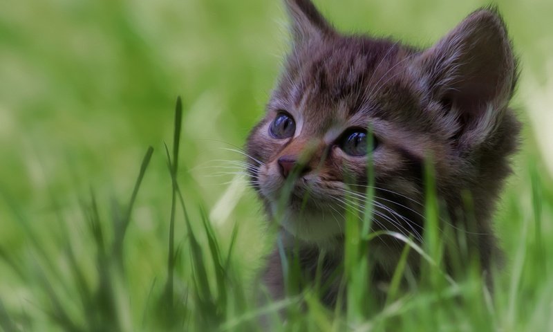 Обои глаза, трава, кот, кошка, взгляд, котенок, eyes, grass, cat, look, kitty разрешение 2560x1600 Загрузить