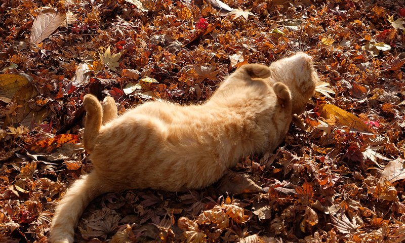 Обои листья, кот, кошка, осень, лежит, рыжий, лапки, leaves, cat, autumn, lies, red, legs разрешение 2048x1365 Загрузить