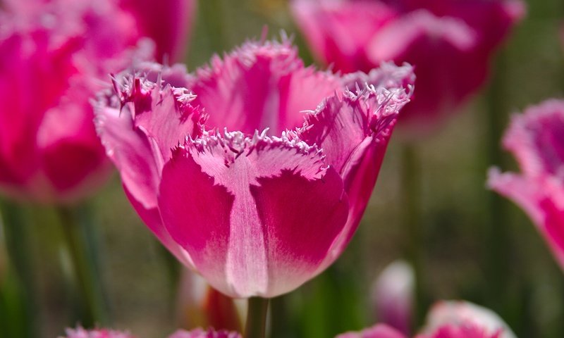 Обои природа, тюльпан, бутоны, макро, лепестки, краски, весна, тюльпаны, розовые, nature, tulip, buds, macro, petals, paint, spring, tulips, pink разрешение 2880x1919 Загрузить