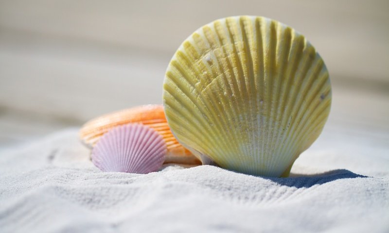 Обои природа, песок, пляж, ракушки, песка, на природе, shells, nature, sand, beach, shell разрешение 5184x3456 Загрузить