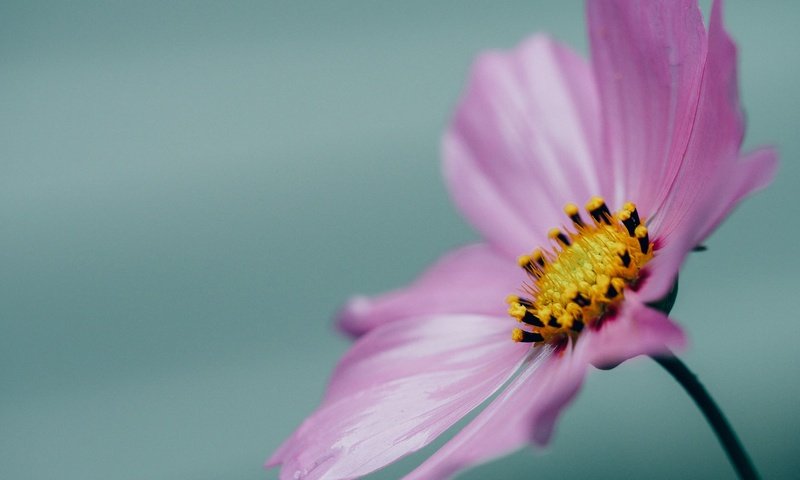 Обои макро, цветок, лепестки, розовая, космея, macro, flower, petals, pink, kosmeya разрешение 1920x1200 Загрузить