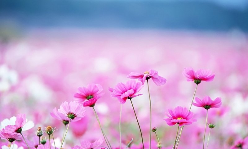 Обои цветы, фон, размытость, розовые, космея, flowers, background, blur, pink, kosmeya разрешение 1920x1200 Загрузить