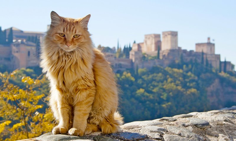 Обои кот, кошка, рыжий, испания, андалузия, испании, андалусия, гранада, cat, red, spain, andalusia, granada разрешение 3729x2236 Загрузить