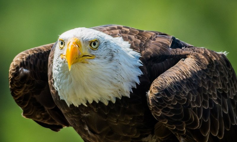 Обои взгляд, хищник, птица, клюв, белоголовый орлан, look, predator, bird, beak, bald eagle разрешение 2048x1365 Загрузить