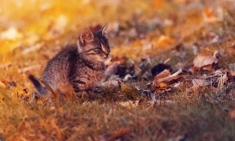 Обои листья, закат, кот, кошка, осень, котенок, осен, ленивый, leaves, sunset, cat, autumn, kitty, lazy разрешение 2048x1357 Загрузить