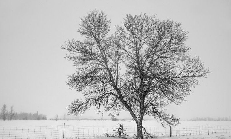 Обои снег, дерево, зима, туман, забор, холод, изгородь,     дерево, snow, tree, winter, fog, the fence, cold, fence разрешение 2048x1365 Загрузить