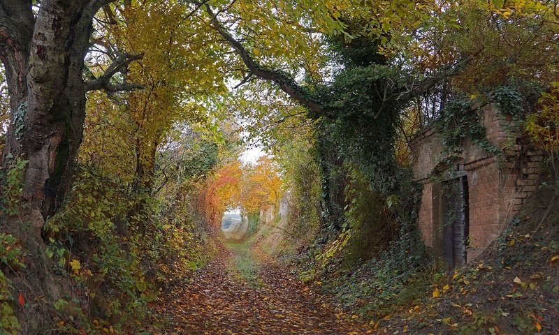 Обои деревья, way, двер, листья, осен, плющ, осень,  листья, тропинка, ruin, autumn colors, разруха, countryside, здание, двери, деревь, pathway, trees, leaves, ivy, autumn, path, devastation, the building, door разрешение 2048x1170 Загрузить