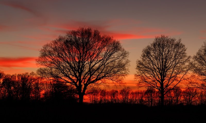 Обои деревья, закат, ветки, силуэты, сумерки, деревь, dusk, полумрак, ветками, trees, sunset, branches, silhouettes, twilight разрешение 2048x1365 Загрузить