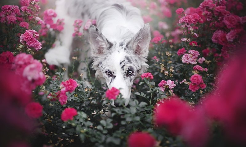 Обои цветы, розы, взгляд, собака, друг, бордер-колли, alicja zmysłowska, flowers, roses, look, dog, each, the border collie разрешение 1920x1281 Загрузить