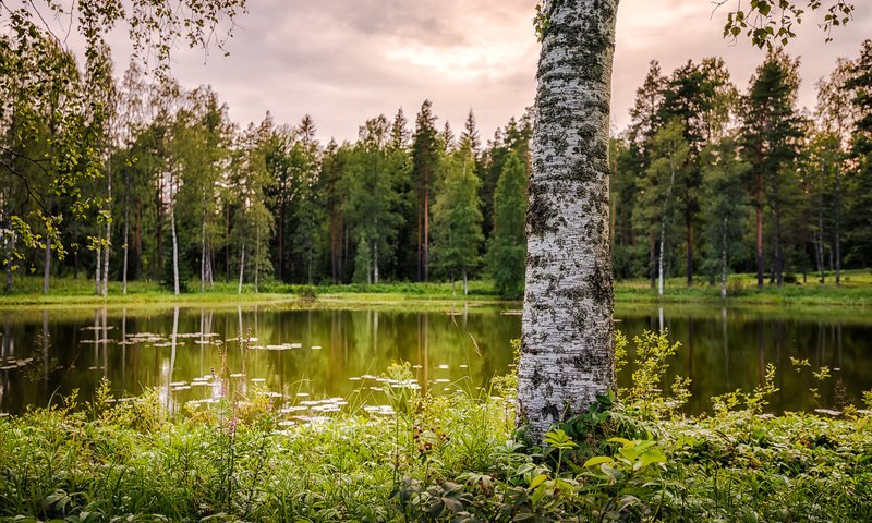 Обои озеро, природа, лес, береза, lake, nature, forest, birch разрешение 1920x1200 Загрузить