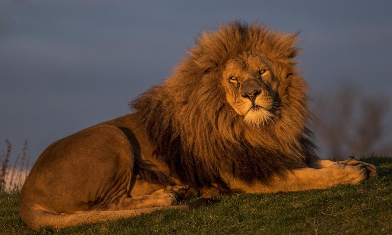 Обои лев, красавец, царь зверей, leo, handsome, the king of beasts разрешение 5154x3095 Загрузить