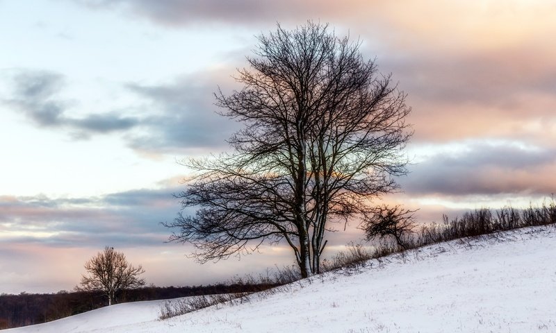 Обои снег, дерево, зима, snow, tree, winter разрешение 2560x1560 Загрузить