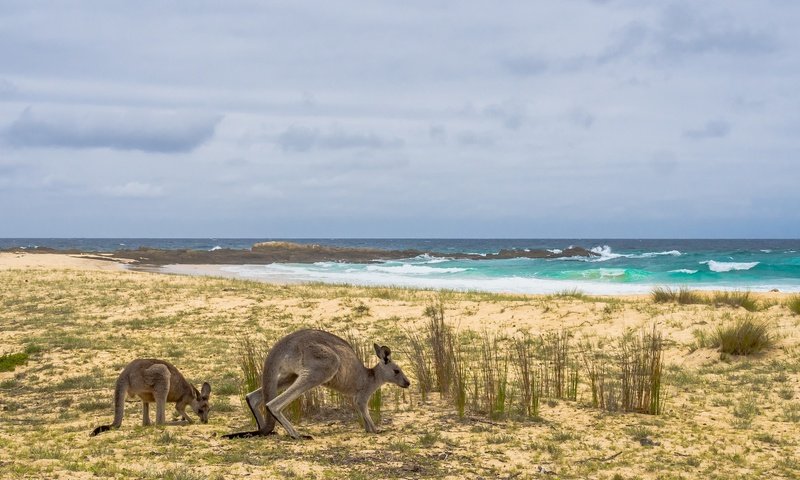 Обои берег, море, австралия, кенгуру, shore, sea, australia, kangaroo разрешение 2668x1440 Загрузить