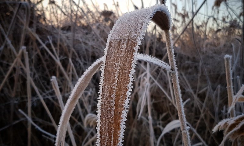 Обои трава, растения, зима, макро, иней, холод, камыш, сухая трава, grass, plants, winter, macro, frost, cold, reed, dry grass разрешение 3024x3024 Загрузить