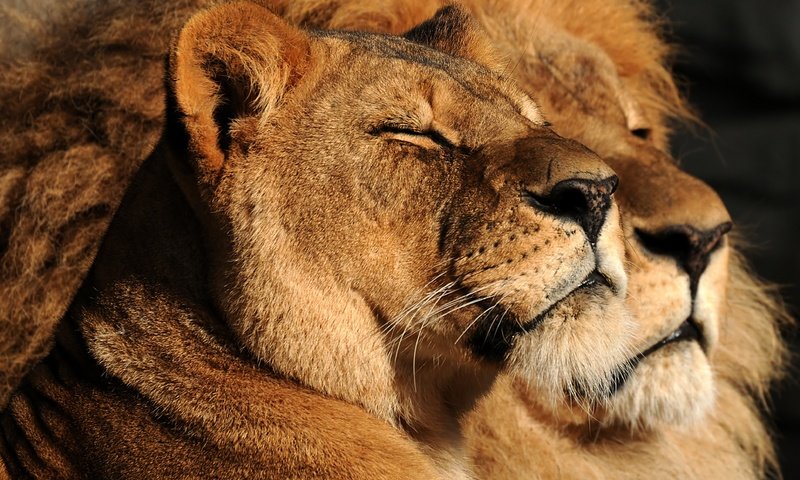 Обои взгляд, пара, семья, дикие кошки, лев, львица, look, pair, family, wild cats, leo, lioness разрешение 3882x2529 Загрузить