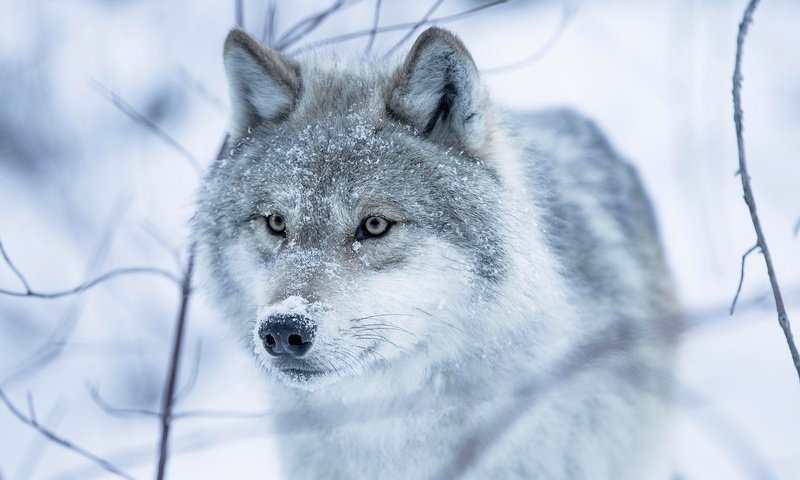 Обои глаза, снег, зима, взгляд, волчица, eyes, snow, winter, look, wolf разрешение 2048x1365 Загрузить