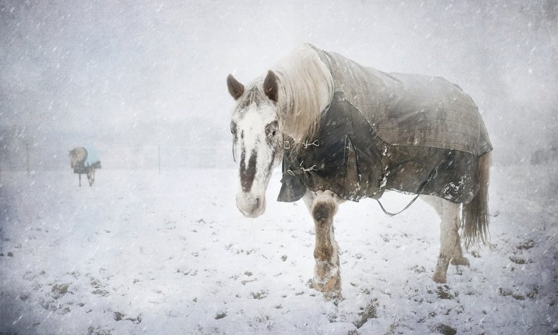 Обои снег, зима, холод, конь, snow, winter, cold, horse разрешение 2048x1363 Загрузить