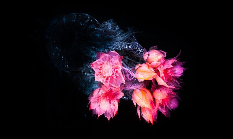 Обои цветы, черный фон, букет, ani-ram, flowers, black background, bouquet разрешение 2560x1707 Загрузить