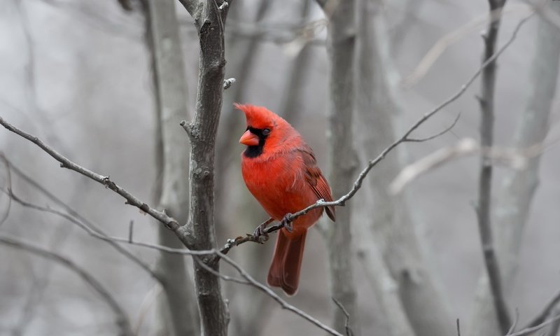 Обои природа, фон, птица, кардинал, nature, background, bird, cardinal разрешение 2048x1484 Загрузить