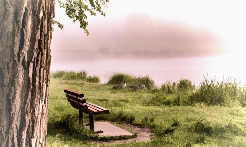 Обои река, туман, птицы, скамья, утки, river, fog, birds, bench, duck разрешение 2560x1540 Загрузить