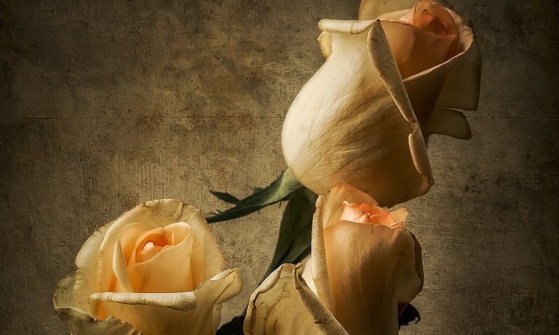 Обои бутоны, розы, лепестки, букет, buds, roses, petals, bouquet разрешение 2560x1769 Загрузить