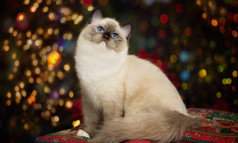 Обои подушки, портрет, кошка, красавица, голубые глаза, боке, рэгдолл, pillow, portrait, cat, beauty, blue eyes, bokeh, ragdoll разрешение 1920x1556 Загрузить