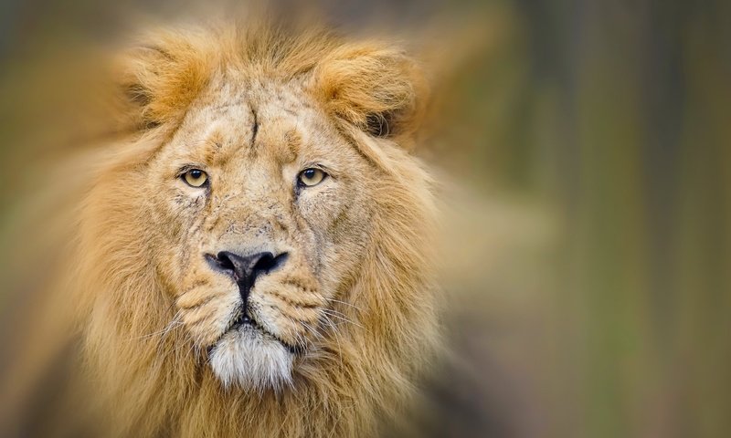 Обои природа, лев, зверь, nature, leo, beast разрешение 2560x1709 Загрузить