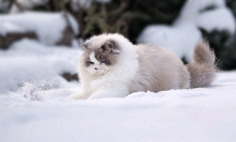 Обои снег, зима, кошка, пушистая, рэгдолл, snow, winter, cat, fluffy, ragdoll разрешение 1920x1080 Загрузить