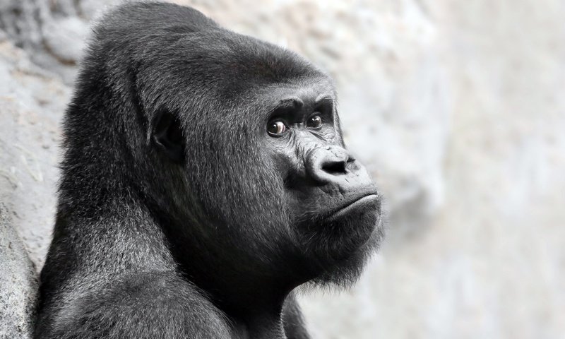 Обои взгляд, обезьяна, горилла, примат, look, monkey, gorilla, the primacy of разрешение 2048x1270 Загрузить