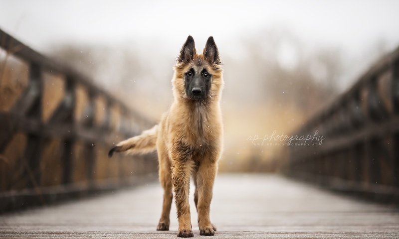 Обои взгляд, собака, друг, бельгийская овчарка, тервюрен, look, dog, each, belgian shepherd, tervuren разрешение 2024x1296 Загрузить