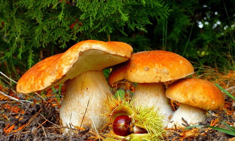 Обои природа, лес, грибы, красота, nature, forest, mushrooms, beauty разрешение 1920x1080 Загрузить