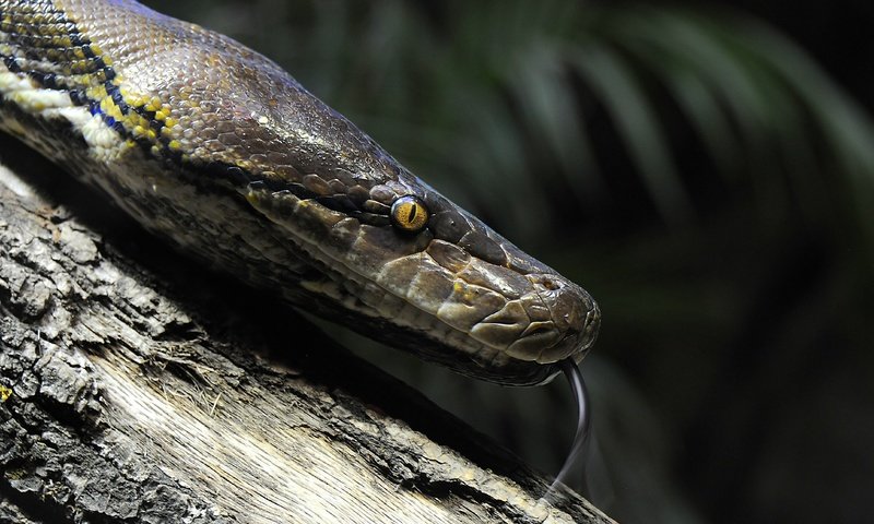 Обои макро, змея, глаз, язык, macro, snake, eyes, language разрешение 4288x2586 Загрузить